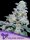 Captain Future feminisierte Cannabissamen von Anesia Seeds