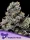 Violet Face feminisierte Samen von Anesia Seeds