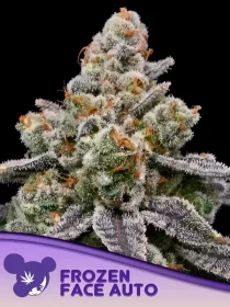 Anesia Seeds Frozen Face Auto - 3 autoflowering Samen