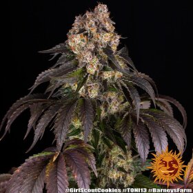 Barneys Farm Girl Scout Cookies - 3 feminized seeds