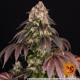 Barneys Farm Girl Scout Cookies - 3 feminized seeds