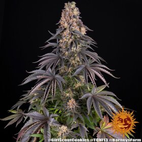 Barneys Farm Girl Scout Cookies - 3 feminized seeds