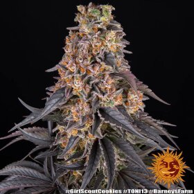 Barneys Farm Girl Scout Cookies - 3 feminized seeds