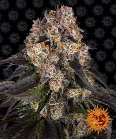 Barneys Farm Girl Scout Cookies - 3 feminized seeds