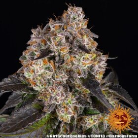 Barneys Farm Girl Scout Cookies - 3 feminized seeds