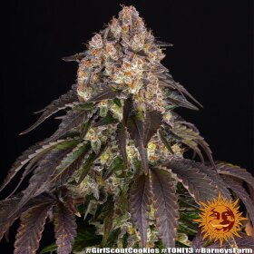 Barneys Farm Girl Scout Cookies - 3 feminized seeds