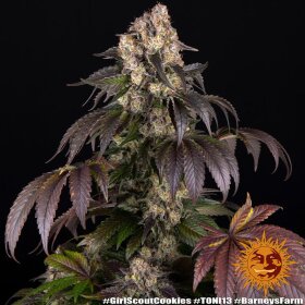 Barneys Farm Girl Scout Cookies - 3 feminized seeds
