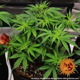 Barneys Farm LSD AUTO - 3 autoflowering seeds