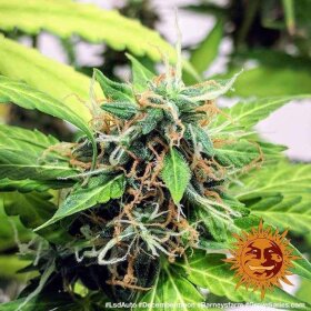 Barneys Farm LSD AUTO - 3 autoflowering seeds