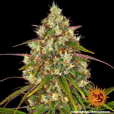 Barneys Farm Liberty Haze - 10 feminisierte Samen