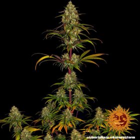 Barneys Farm Liberty Haze - 10 feminisierte Samen