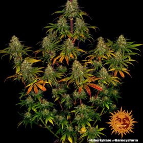 Barneys Farm Liberty Haze - 10 feminisierte Samen