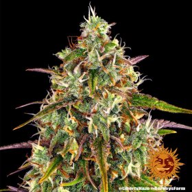 Barneys Farm Liberty Haze - 10 feminisierte Samen
