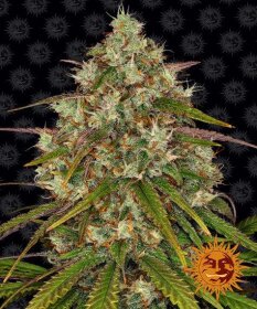 Barneys Farm Liberty Haze - 10 feminisierte Samen