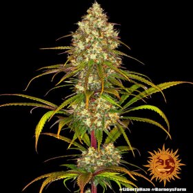 Barneys Farm Liberty Haze - 10 feminisierte Samen
