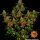 Barneys Farm Liberty Haze - 10 feminisierte Samen