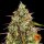 Barneys Farm Liberty Haze - 10 feminisierte Samen