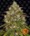 Barneys Farm Liberty Haze - 10 feminisierte Samen