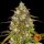 Barneys Farm Liberty Haze - 10 feminisierte Samen