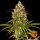 Barneys Farm Liberty Haze - 10 feminisierte Samen