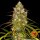 Barneys Farm Liberty Haze - 10 feminisierte Samen