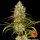 Barneys Farm Liberty Haze - 10 feminisierte Samen