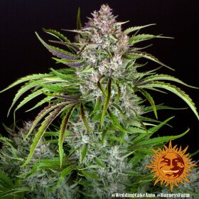 Barneys Farm Wedding Cake AUTO - 3 autoflowering seeds