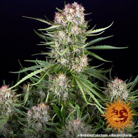 Barneys Farm Wedding Cake AUTO - 3 autoflowering seeds