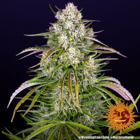 Barneys Farm Wedding Cake AUTO - 3 autoflowering seeds