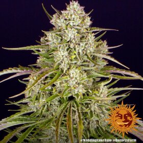 Barneys Farm Wedding Cake AUTO - 3 autoflowering seeds
