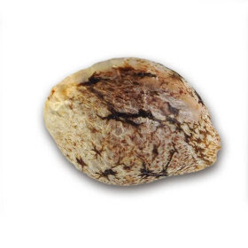 Delicious Seeds Caramelo Early Version - 3 feminized seeds