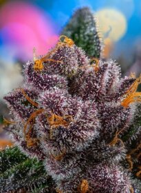 Sweet Seeds Red Strawberry Banana AUTO - 3 autoflowering seeds