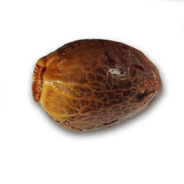 Delicious Seeds Critical Neville Haze AUTO - 3...