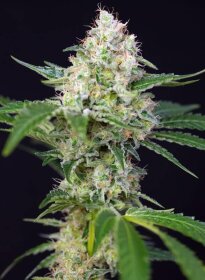 Sweet Seeds Crystal Candy AUTO - 3 autoflowering seeds