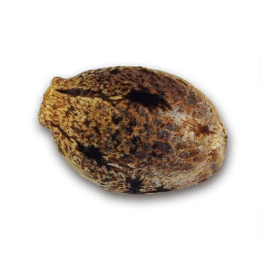 Delicious Seeds La Bella Afrodita AUTO - 3 autoflowering...