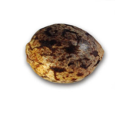 Delicious Seeds Sugar Black Rose AUTO - 3 autoflowering...