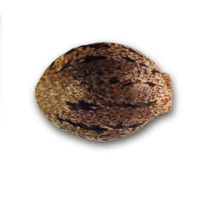 Delicious Seeds Sugar Black Rose Early Version - 3 feminized seeds