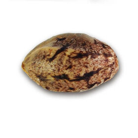 Delicious Seeds Unknown Kush - 3 feminized seeds