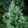 DNA Genetics Kandy Kush - 5 feminized seeds