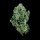 DNA Genetics Kandy Kush - 5 feminized seeds