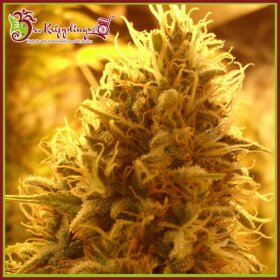 Dr Krippling Puff Puff Pass Out - 5 feminisierte Samen