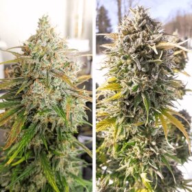 Dutch Passion Colorado Cookies AUTO - 3 autoflowering seeds