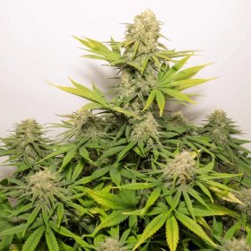 Dutch Passion Colorado Cookies AUTO - 3 autoflowering seeds