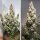 Dutch Passion Colorado Cookies AUTO - 3 autoflowering seeds