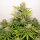 Dutch Passion Colorado Cookies AUTO - 3 autoflowering seeds