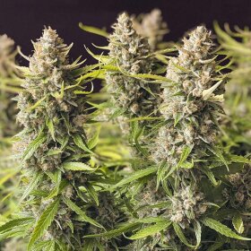 Dutch Passion Orange Bud AUTO - 3 autoflowering seeds