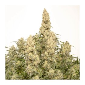 Dutch Passion Orange Bud AUTO - 3 autoflowering seeds