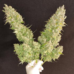Dutch Passion Ultimate AUTO - 3 autoflowering seeds