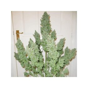 Dutch Passion Ultimate AUTO - 3 autoflowering seeds