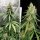 Dutch Passion Amsterdam Amnesia - 3 feminized seeds